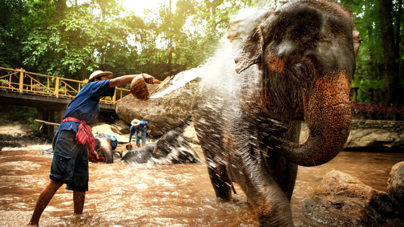 Elephant-Bathing-800x450