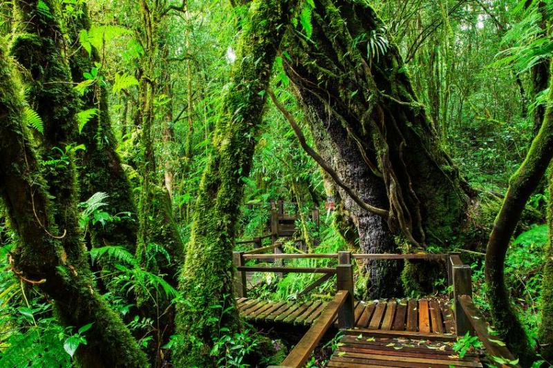 ang-ka-nature-trail-in-doi-inthanon-national-park-800x600