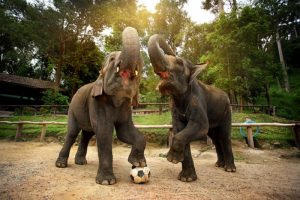 Read more about the article Elephant safari tour