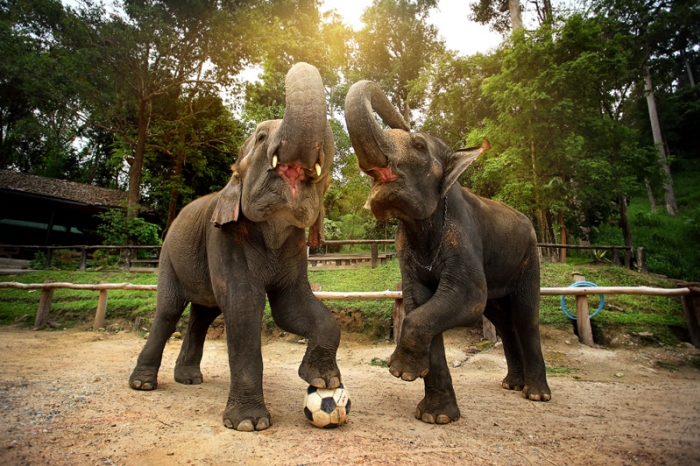 elephant-village-camp-experience-laos-tour-1