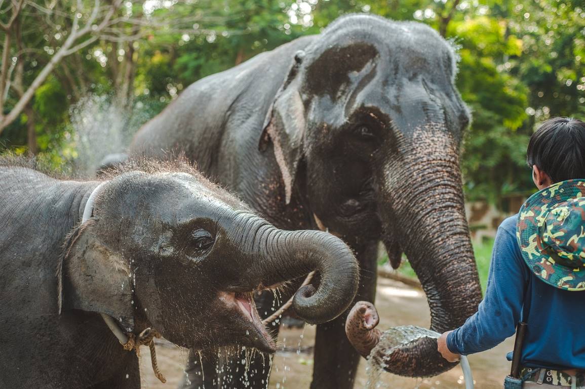 Elephant Care