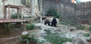 Read more about the article Chiang Mai Zoo