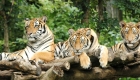 Chiang-Mai-Zoo-o81