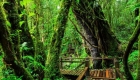 ang-ka-nature-trail-in-doi-inthanon-national-park-800x600