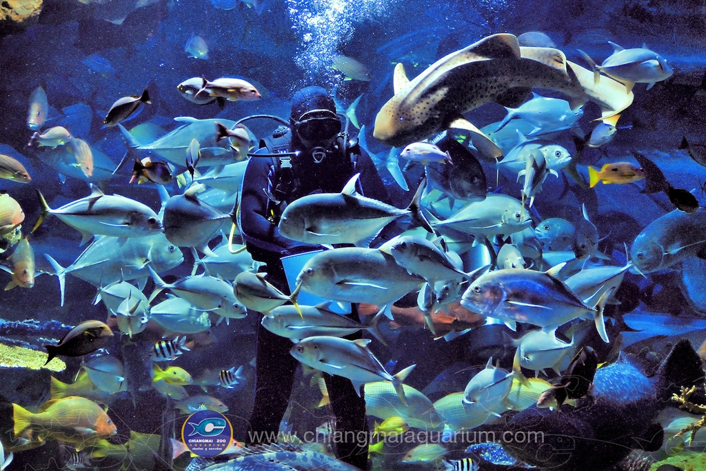 chiangmai_zoo_aquarium_8