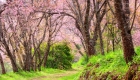 doi-inthanon-national-park-siamese-sakura-flowers-blossoms-800x600