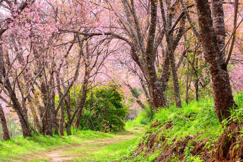 doi-inthanon-national-park-siamese-sakura-flowers-blossoms-800x600 doi-inthanon-national-park-siamese-sakura-flowers-blossoms-800x600