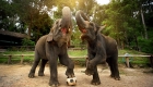 elephant-village-camp-experience-laos-tour-1