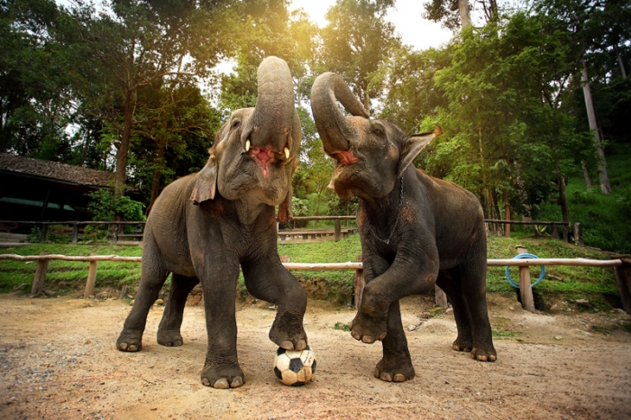 Read more about the article Elephant safari tour