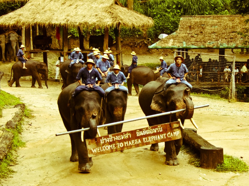 You are currently viewing Mae Sa Elephant Camp