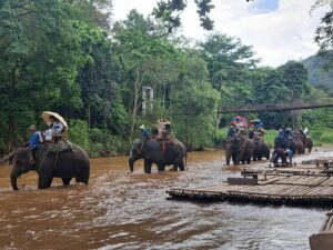 Read more about the article Elephant safari tour